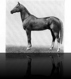 Enysh, golden pal. 1974 (Meleke–Aza) Elite, 7-8-8-6--, 157-160-172-19 Turkmenistan